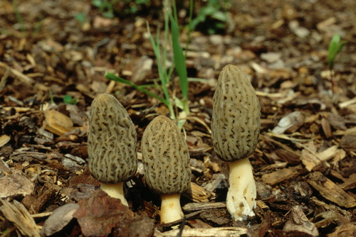 Morchella conica var.costata.